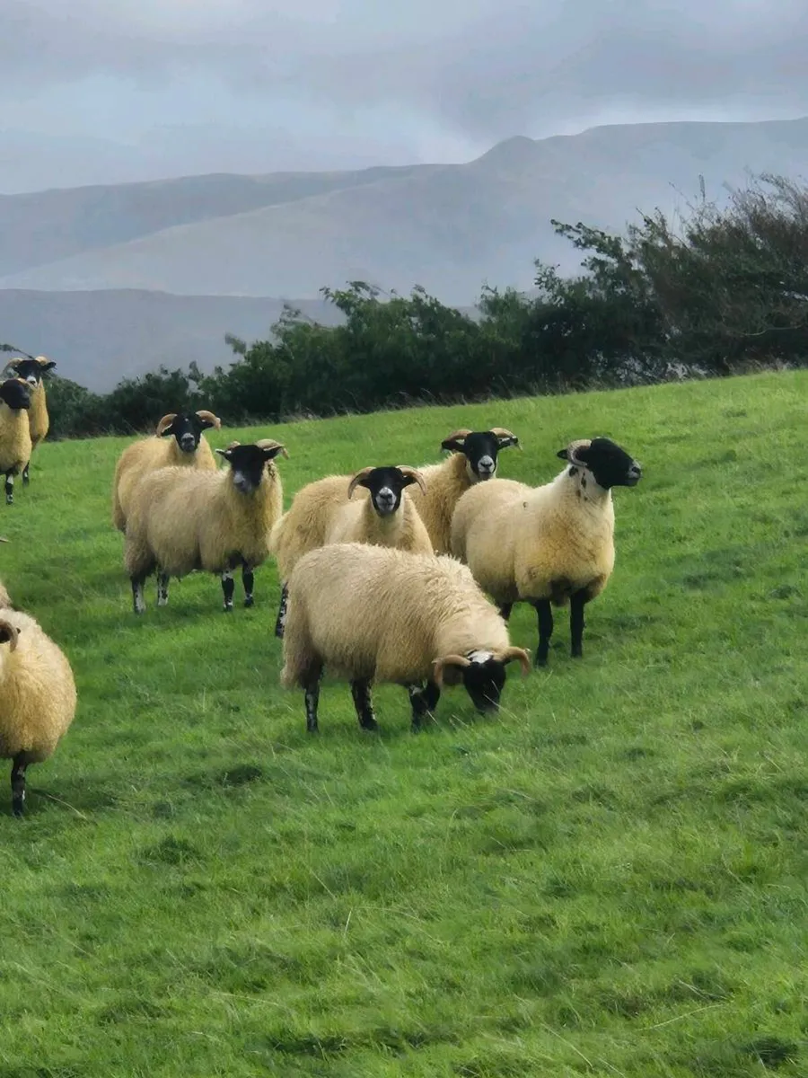 Lanark cross ewe lambs - Image 4