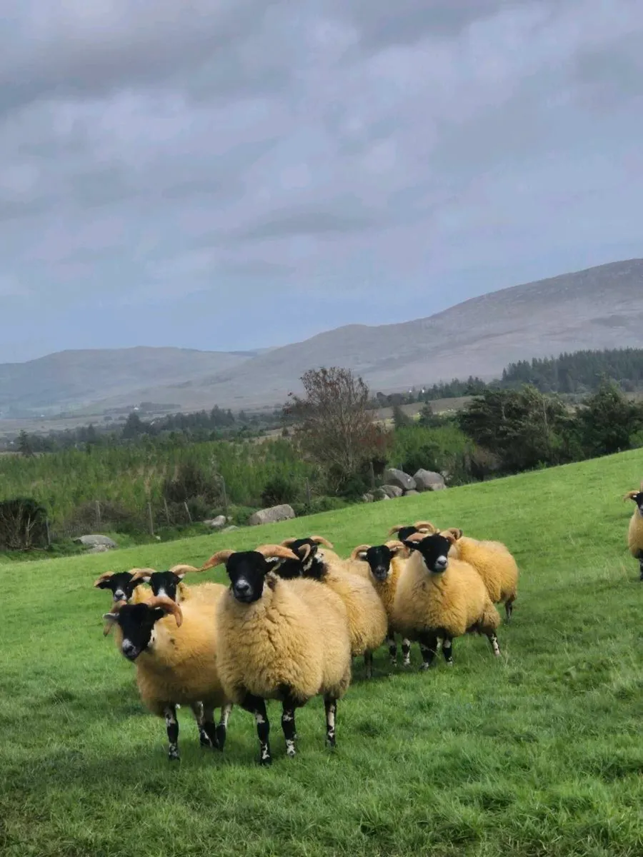 Lanark cross ewe lambs - Image 1