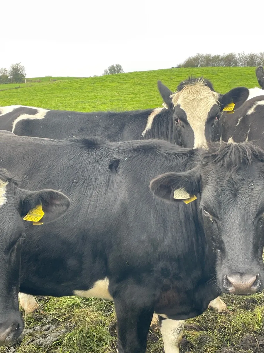 In calf heifers - Image 1