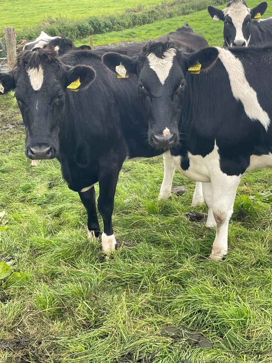 In calf heifers - Image 2