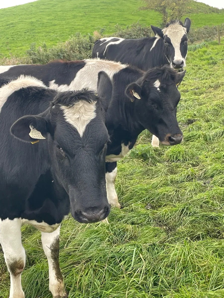 In calf heifers - Image 3