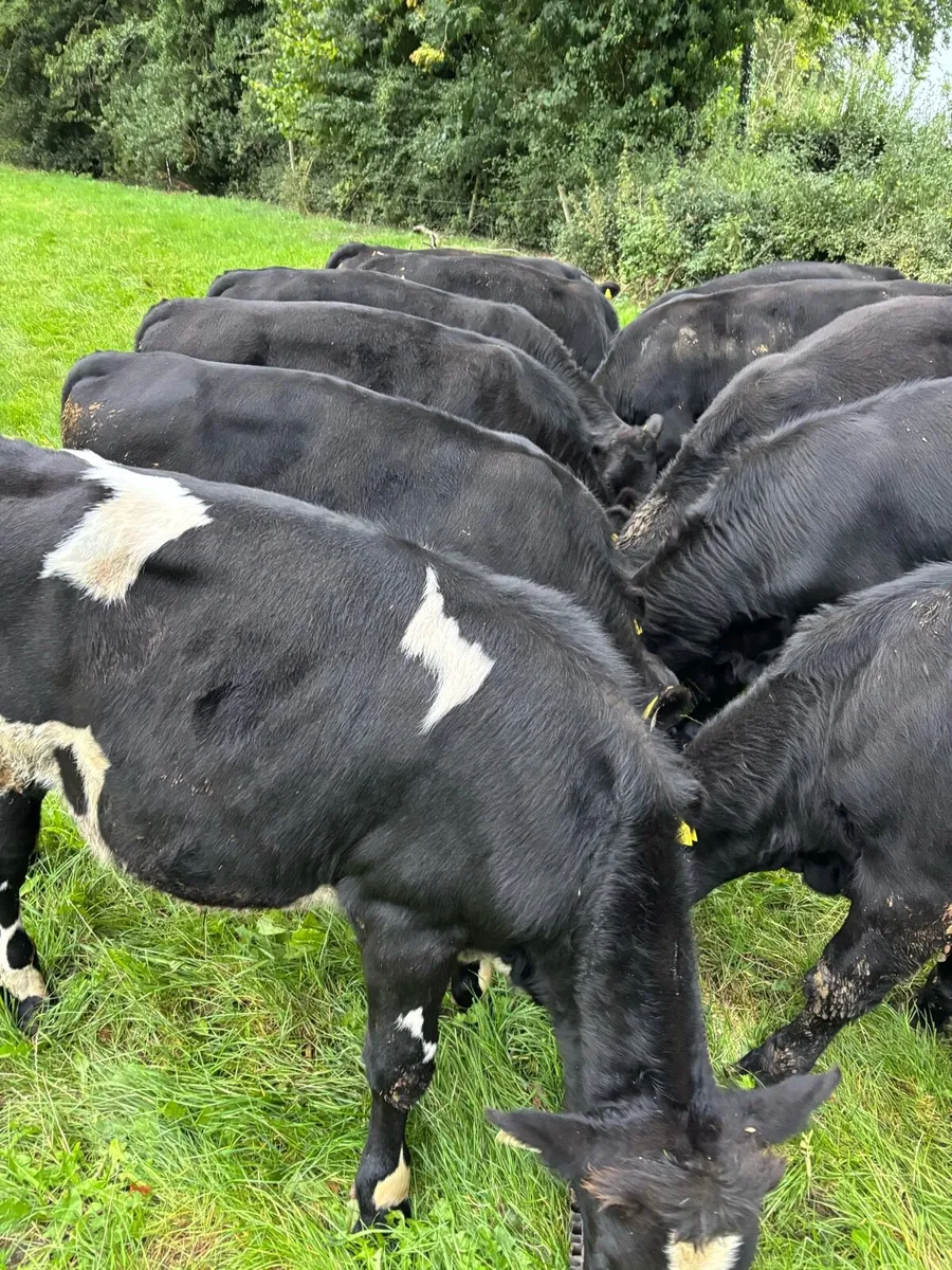 Bull Weanlings - Image 3