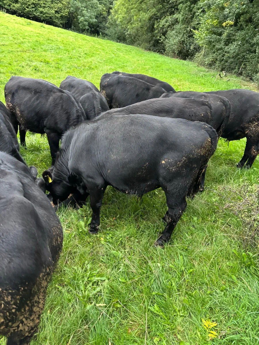 Bull Weanlings - Image 2