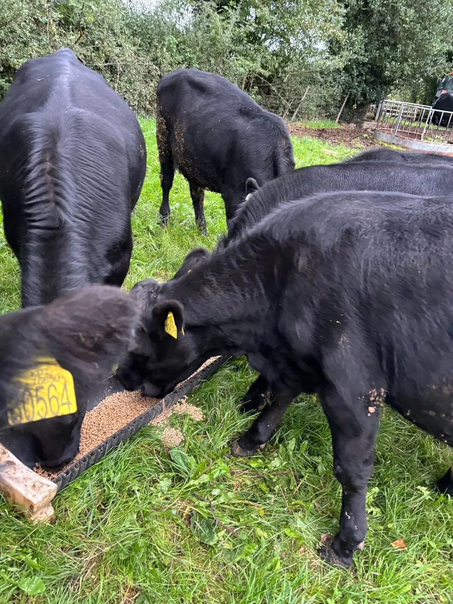 Bull Weanlings - Image 4