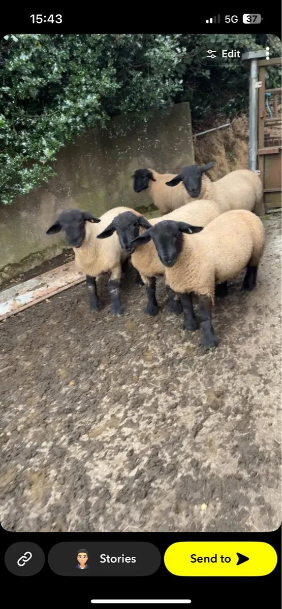 Suffolk ram lambs - Image 1