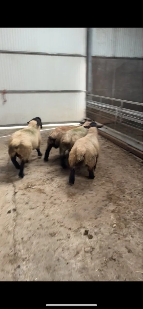Suffolk ram lambs - Image 4
