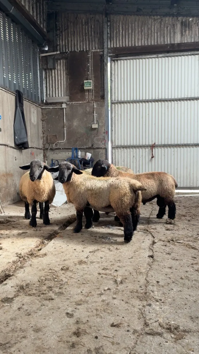 Suffolk ram lambs - Image 2