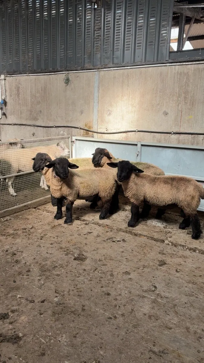 Suffolk ram lambs - Image 3