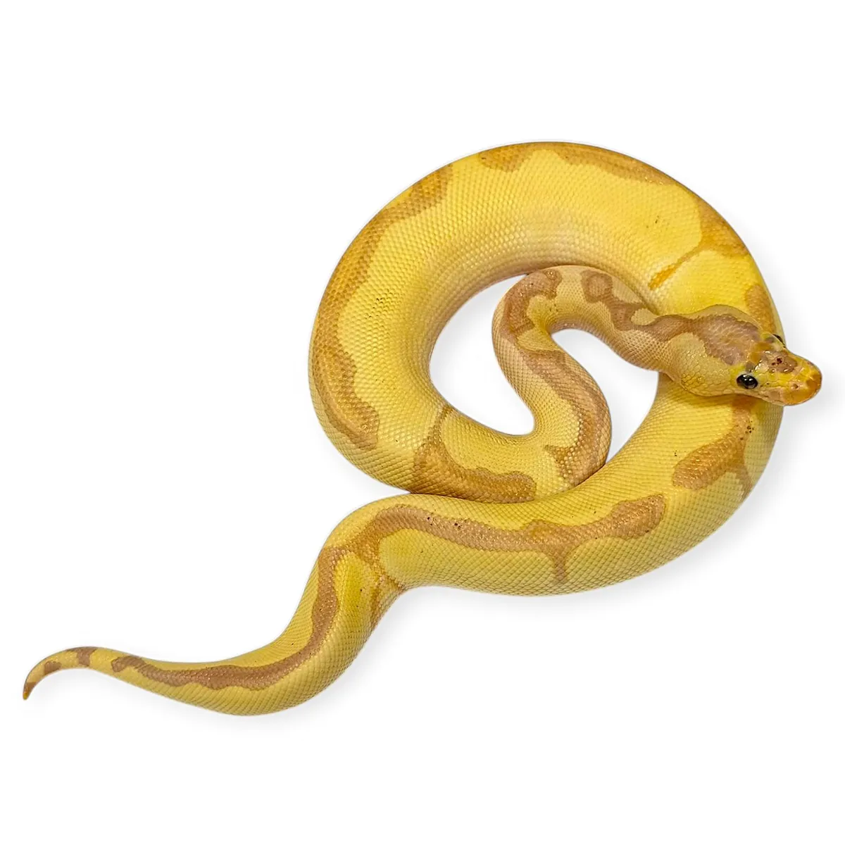 Ball/Royal Python - Image 2