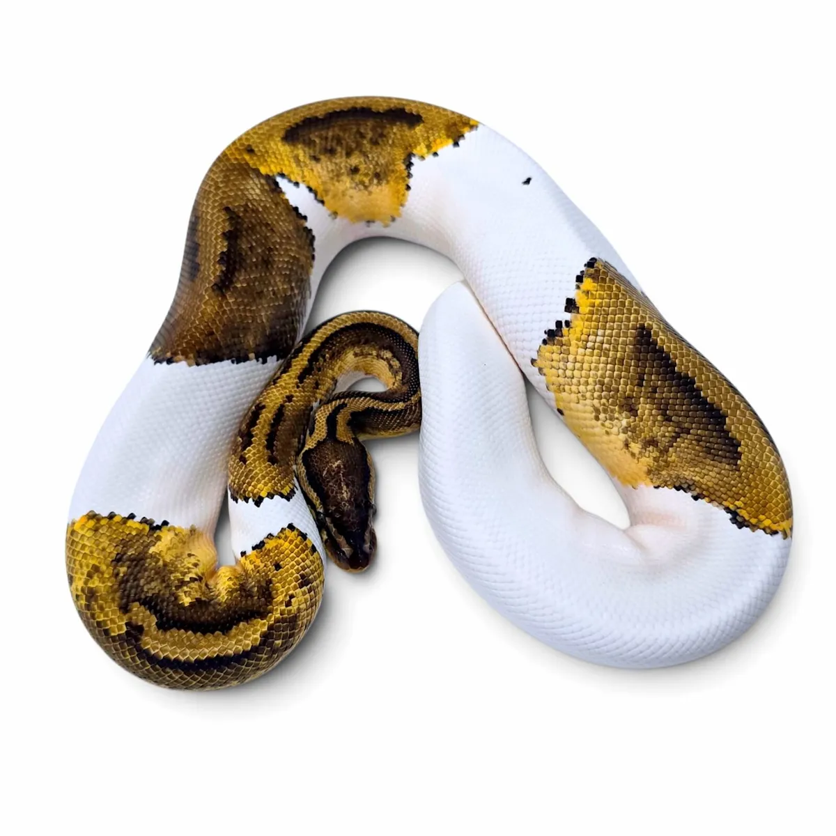 Ball/Royal Python - Image 4
