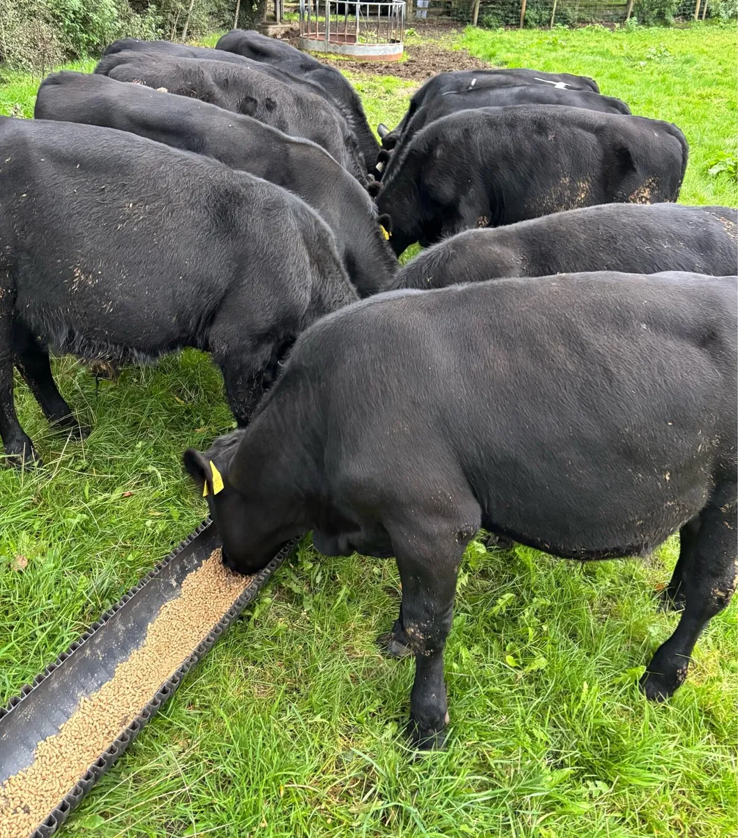 Bull Weanlings - Image 1