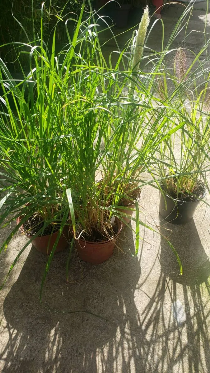 Pampas grass, Ponytails, Chinese fountain 10 pots - Image 1
