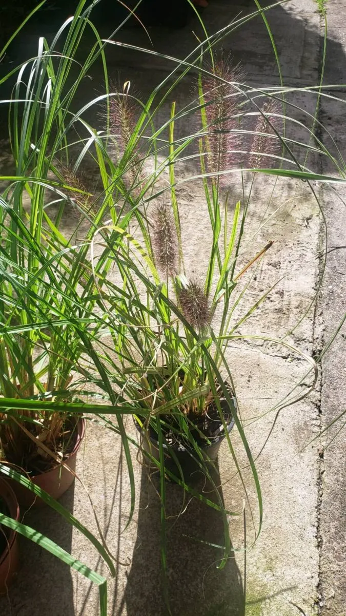 Pampas grass, Ponytails, Chinese fountain 10 pots - Image 2