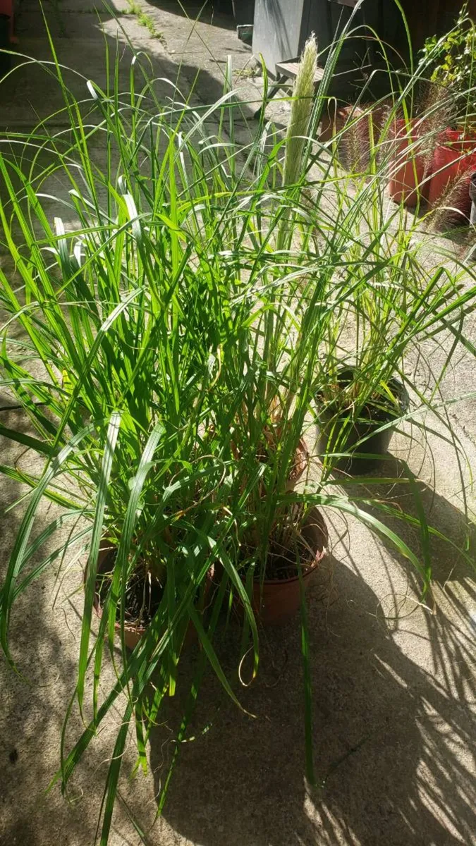 Pampas grass, Ponytails, Chinese fountain 10 pots - Image 3
