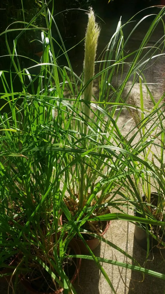 Pampas grass, Ponytails, Chinese fountain 10 pots - Image 4