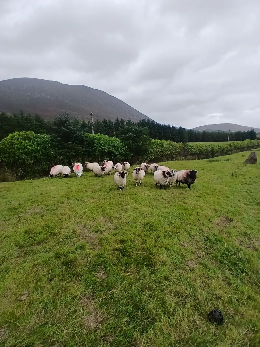 Sheep - Image 1
