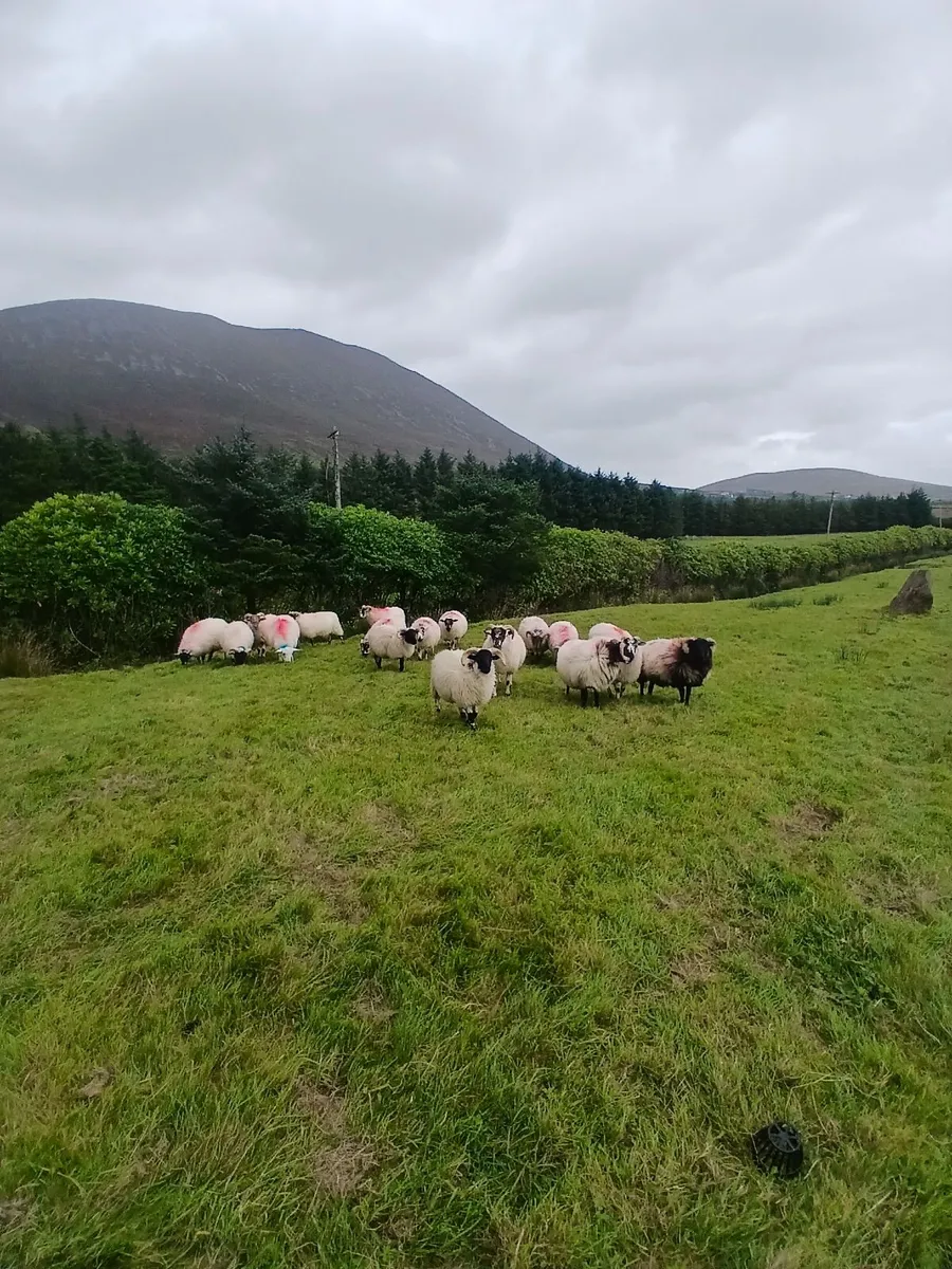 Sheep - Image 2