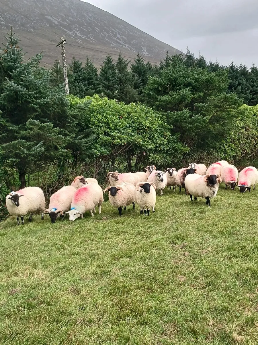 Sheep - Image 4