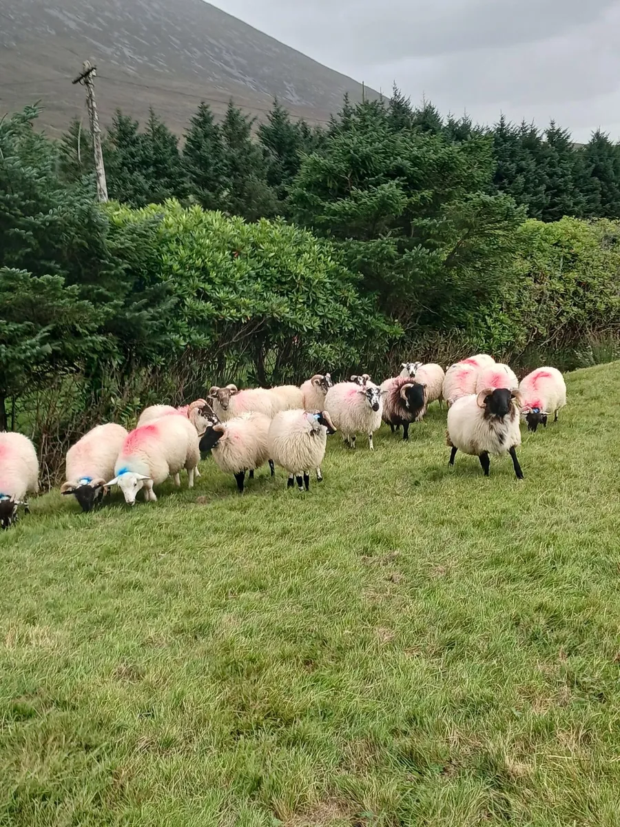 Sheep - Image 3