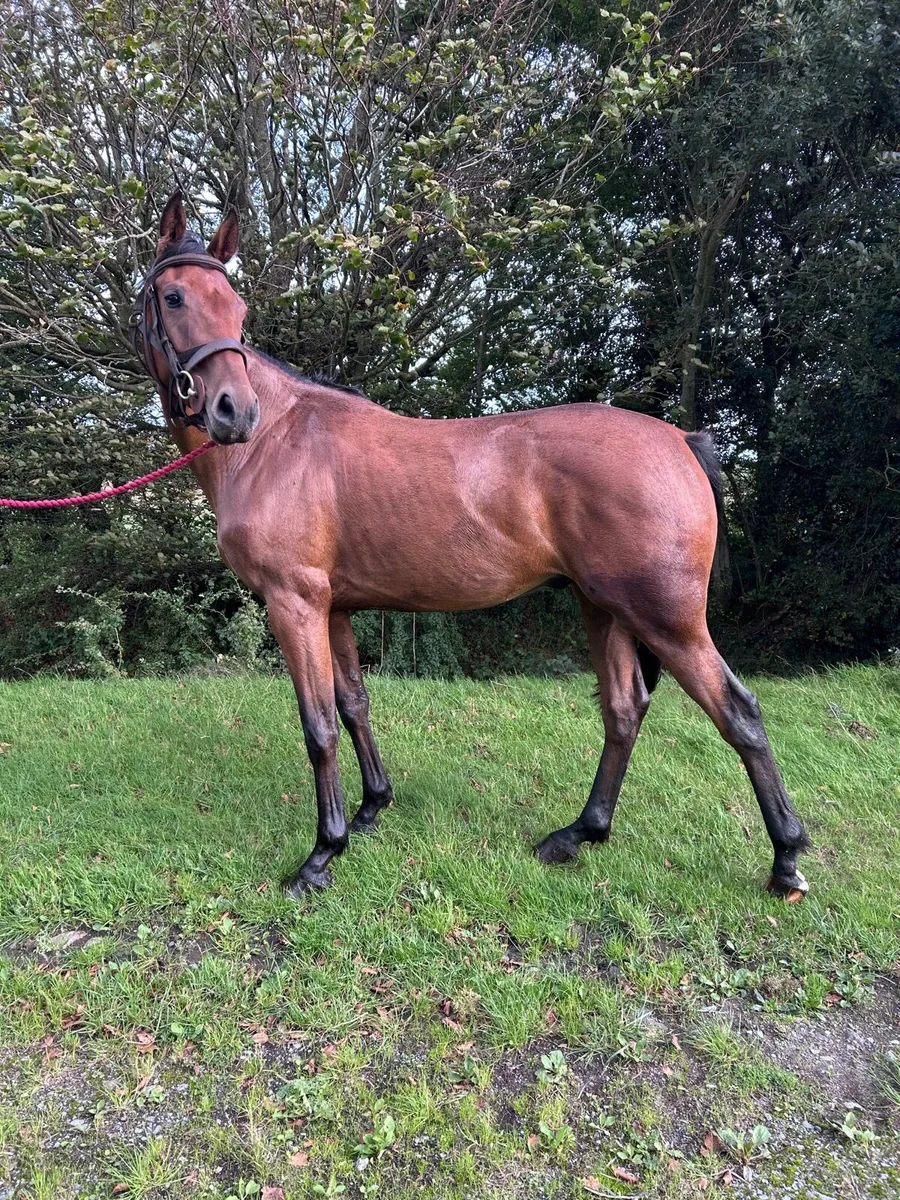 4yr old unbroken good temperament - Image 1