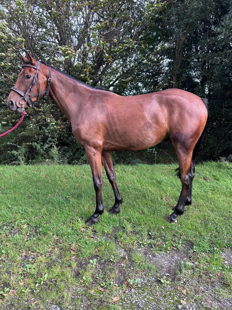 4yr old unbroken good temperament - Image 2