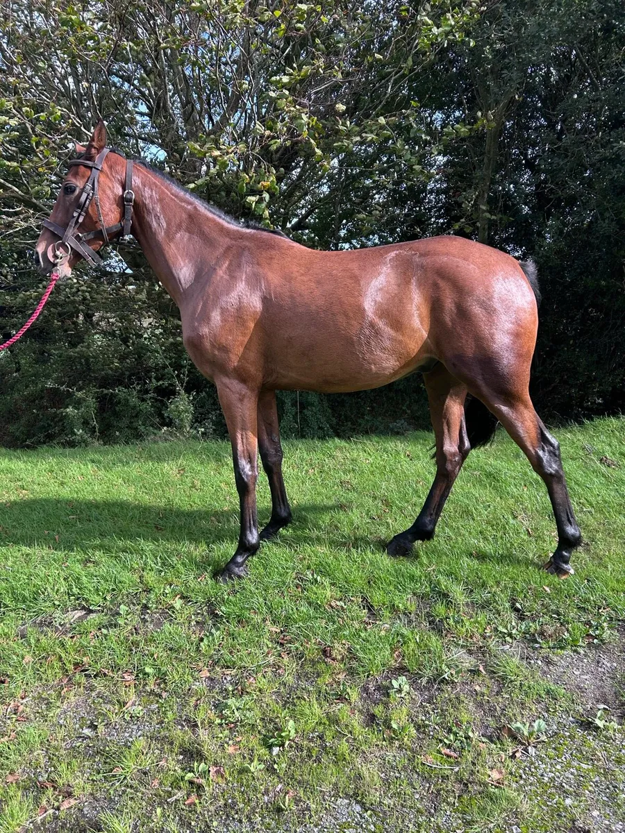 4yr old unbroken good temperament - Image 3