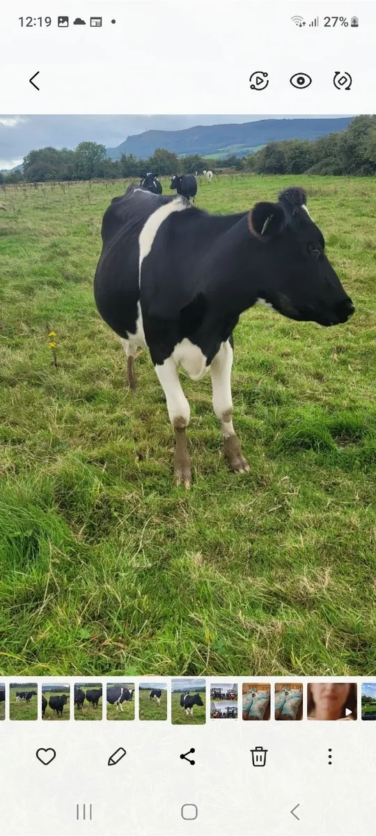 Autum calvers - Image 2
