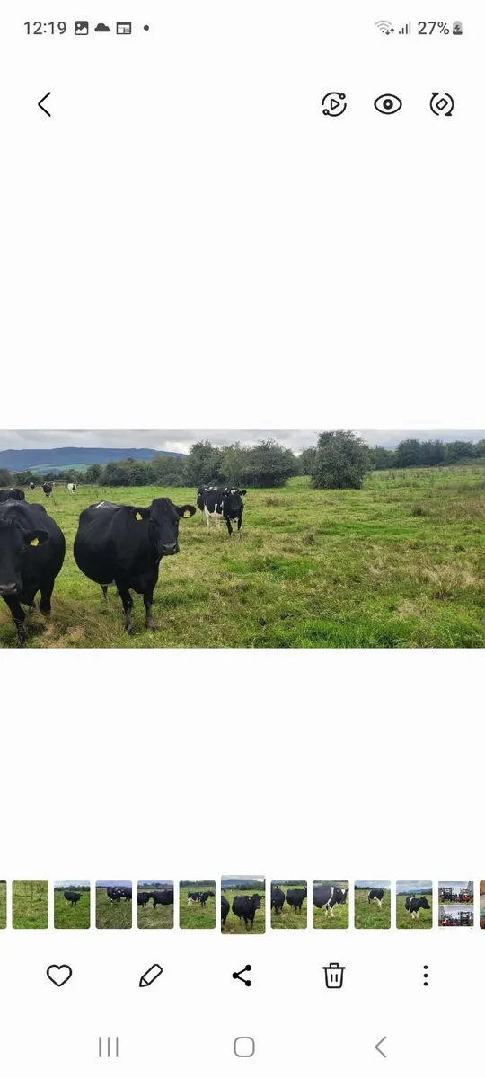 Autum calvers - Image 3