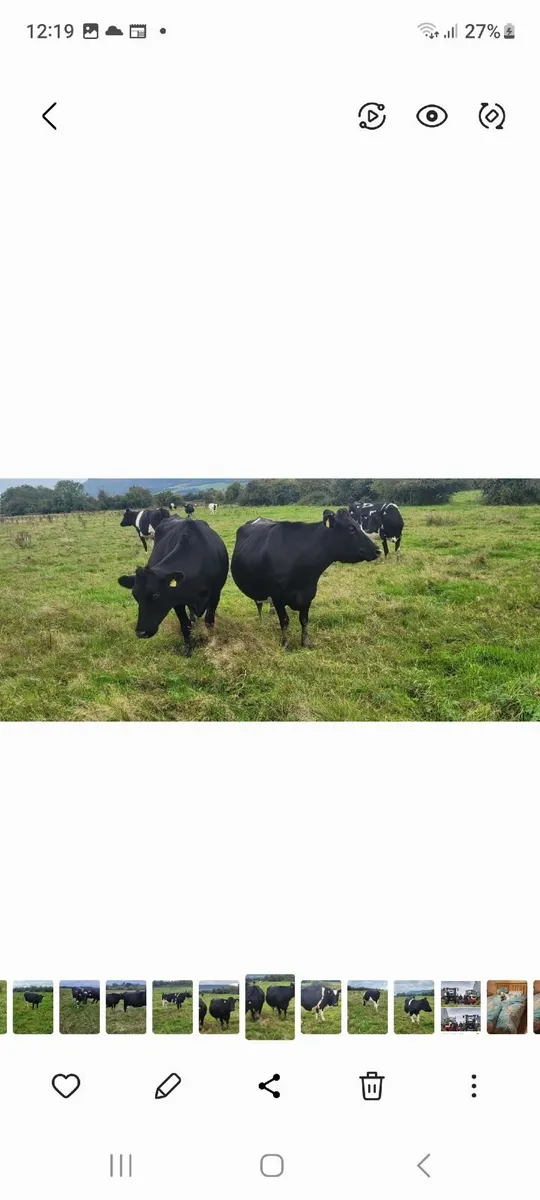 Autum calvers - Image 1