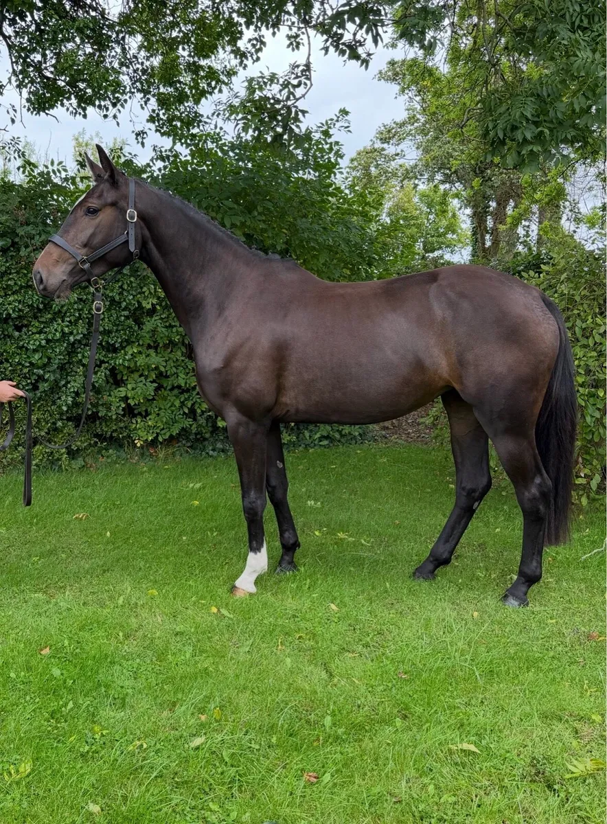 3 yr old Filly - Image 1
