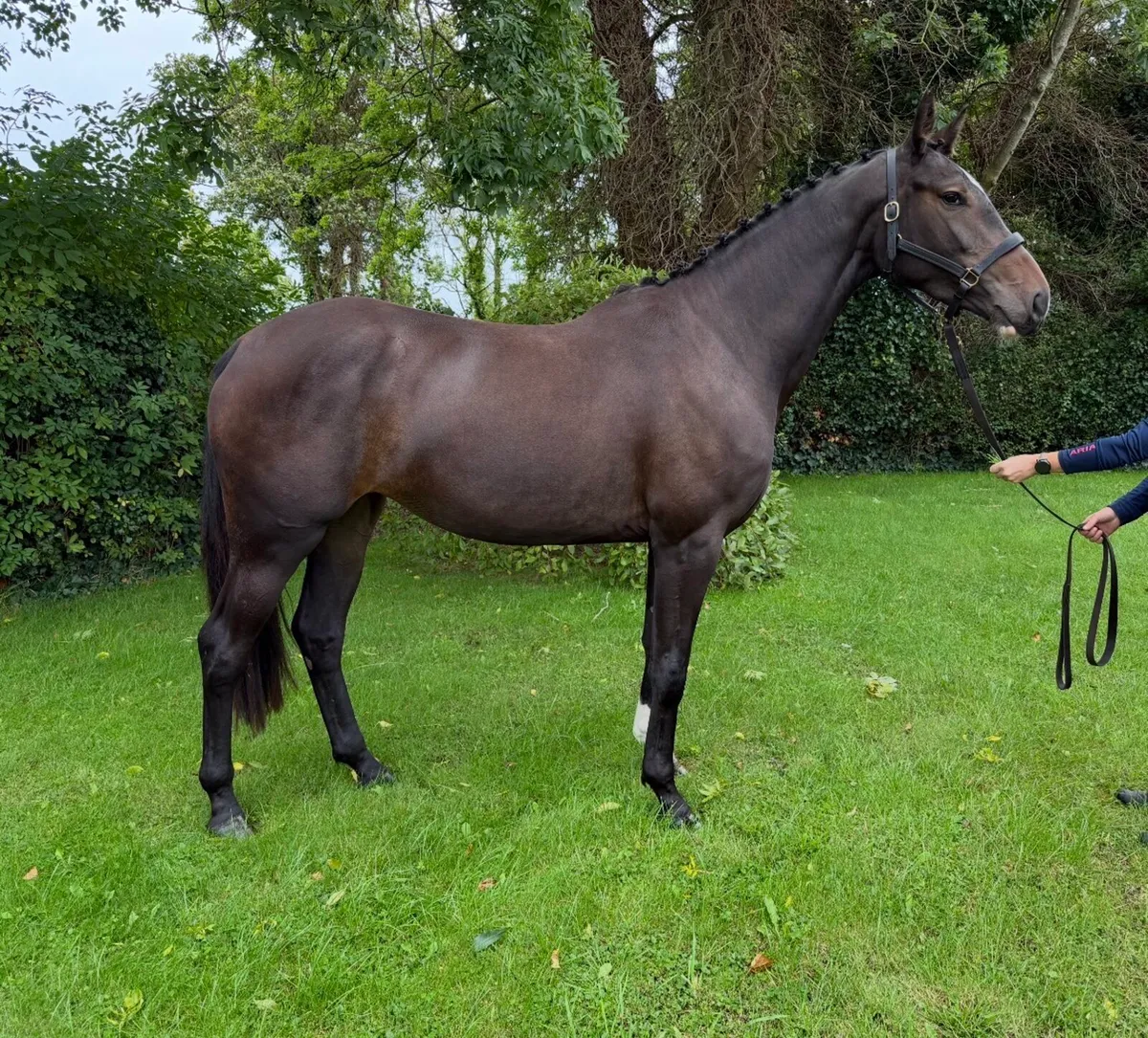 3 yr old Filly - Image 2