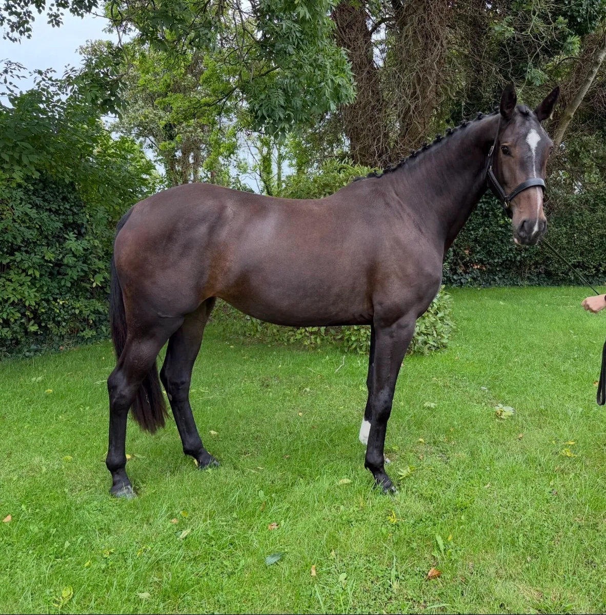 3 yr old Filly - Image 3