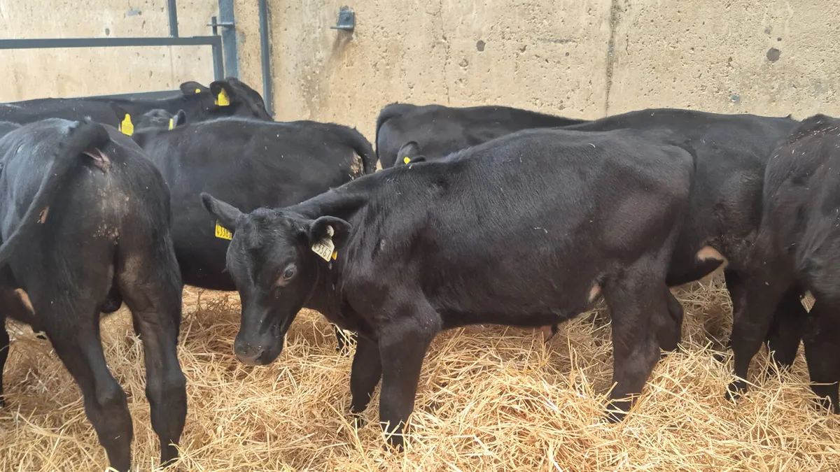 10 Aberdeen Angus starter bulls for sale - Image 3