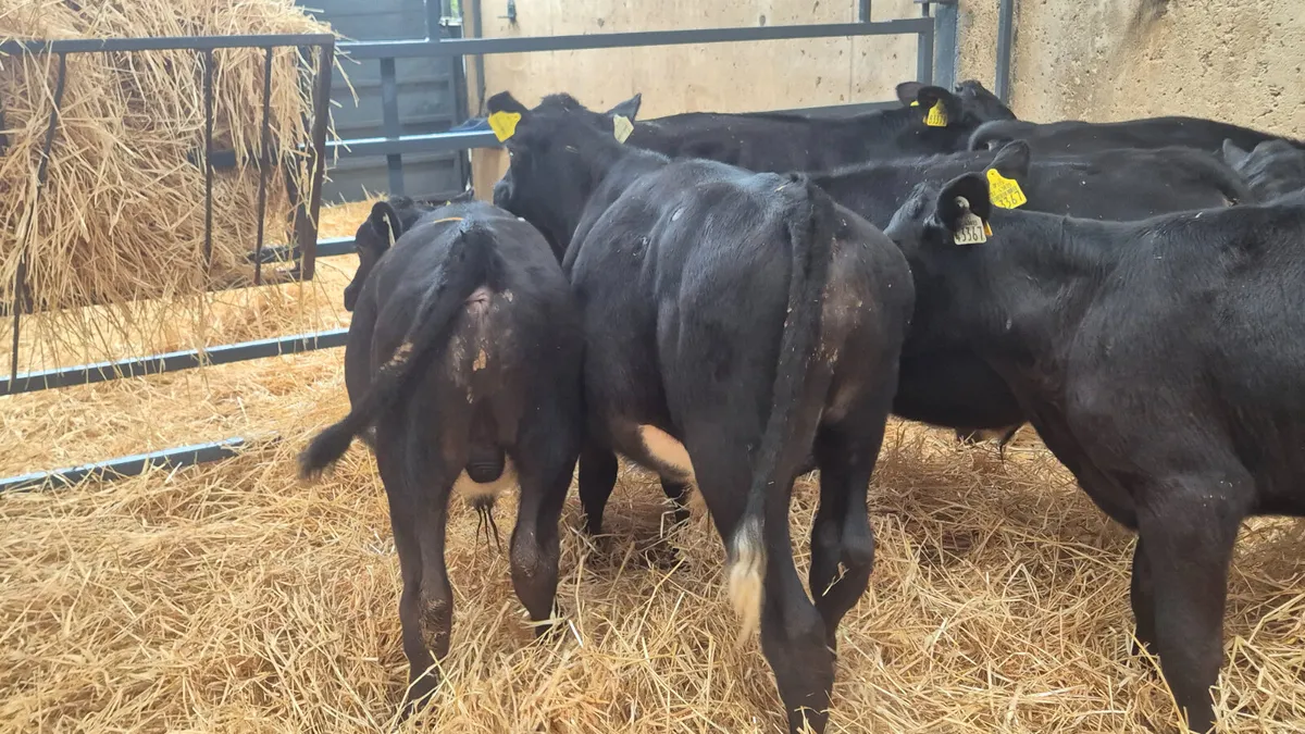 10 Aberdeen Angus starter bulls for sale - Image 4