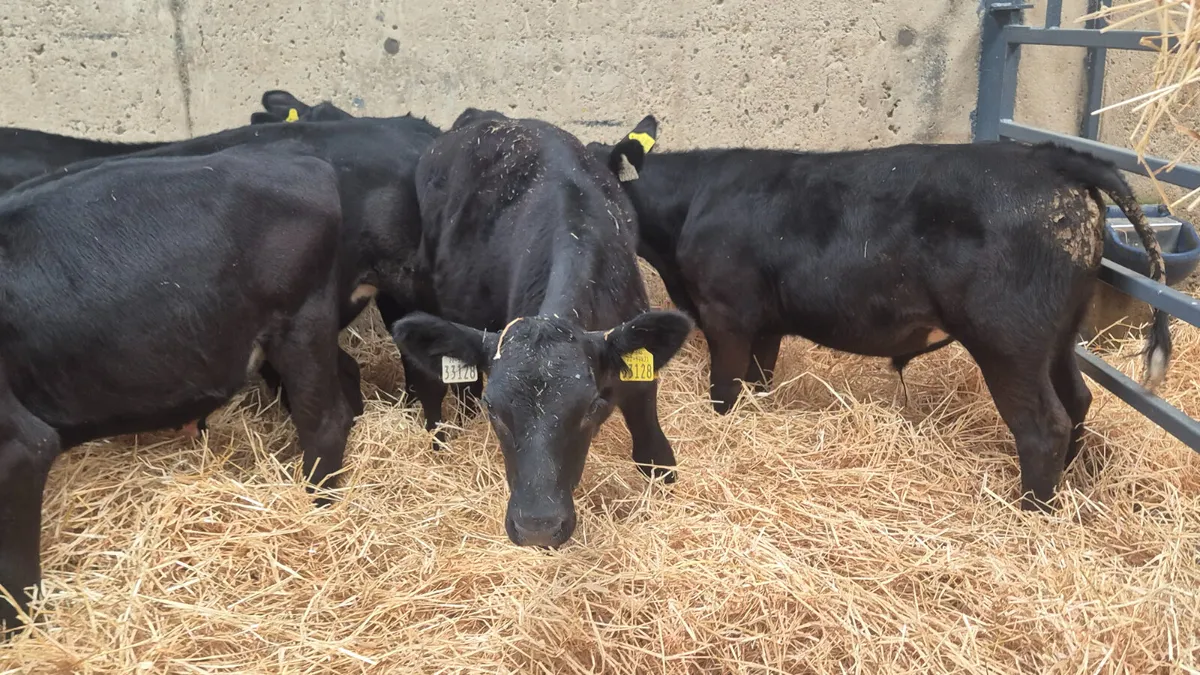 10 Aberdeen Angus starter bulls for sale - Image 1