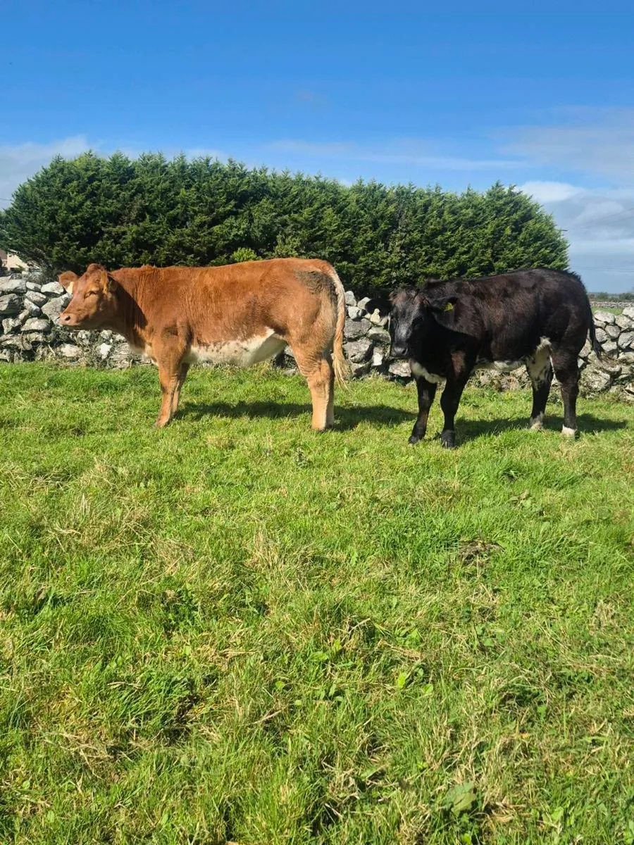 ⭐️ AI Weanling Heifers⭐️  (Tuam Mart) - Image 1