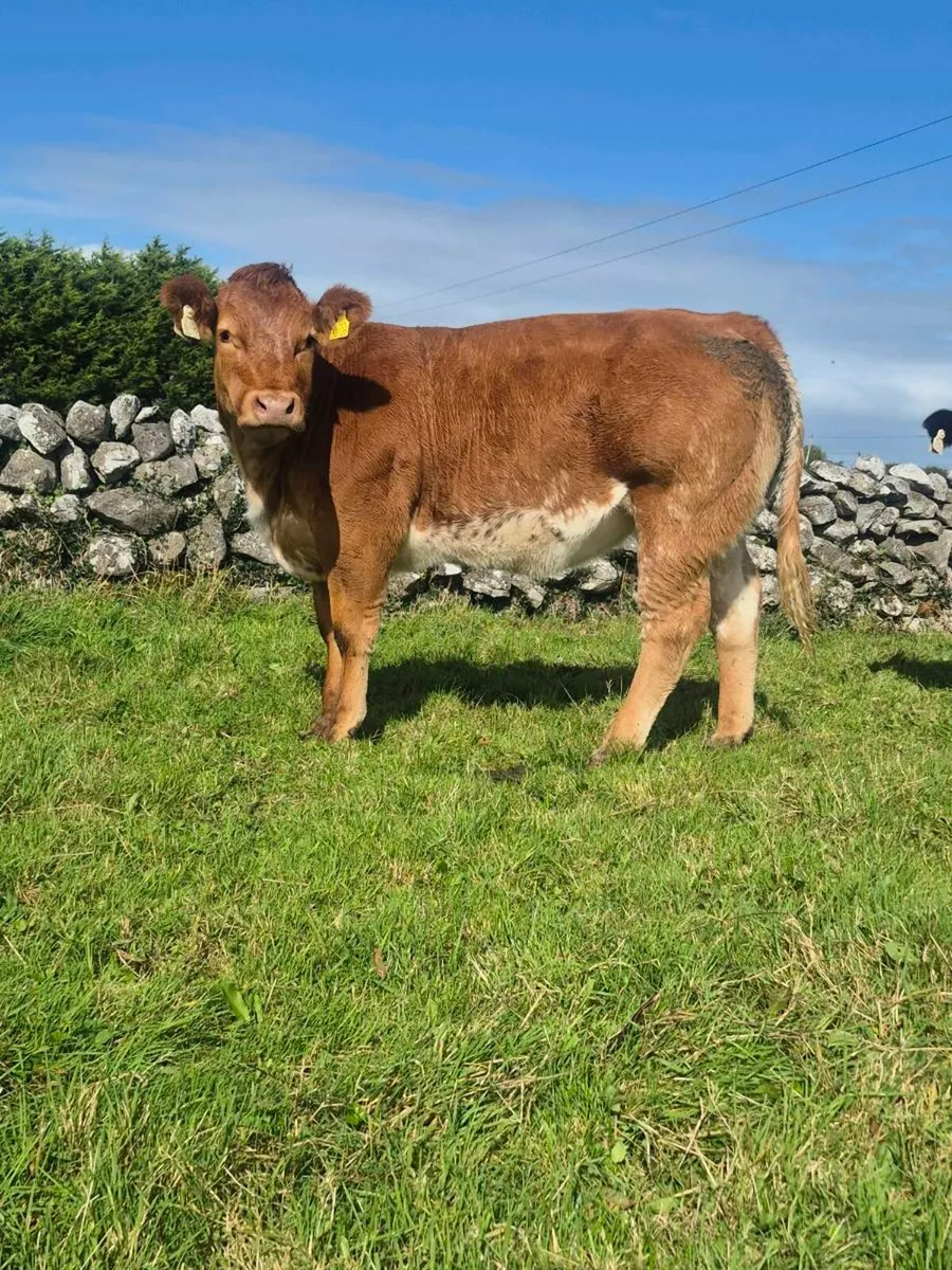 ⭐️ AI Weanling Heifers⭐️  (Tuam Mart) - Image 2