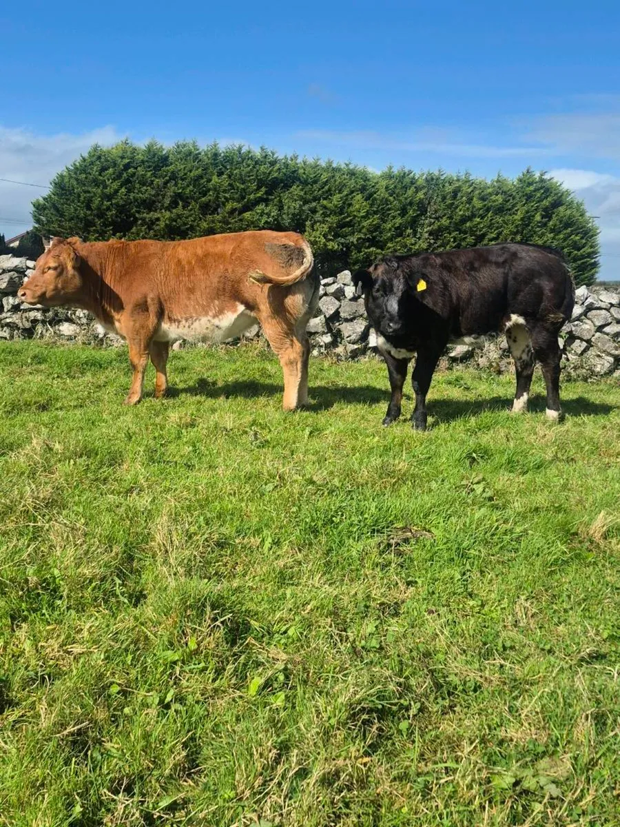 ⭐️ AI Weanling Heifers⭐️  (Tuam Mart) - Image 3