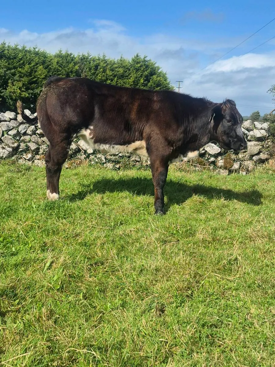⭐️ AI Weanling Heifers⭐️  (Tuam Mart) - Image 4