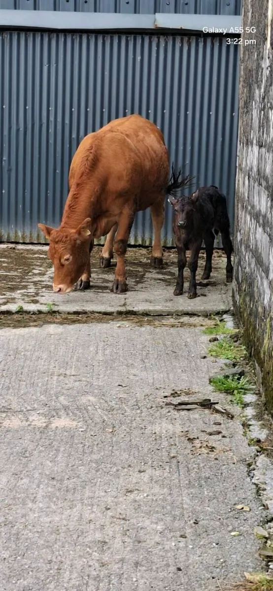 Heifer and calf - Image 1