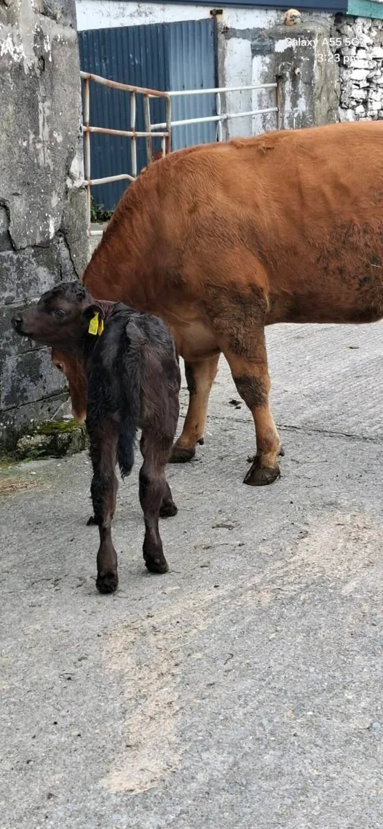 Heifer and calf - Image 2