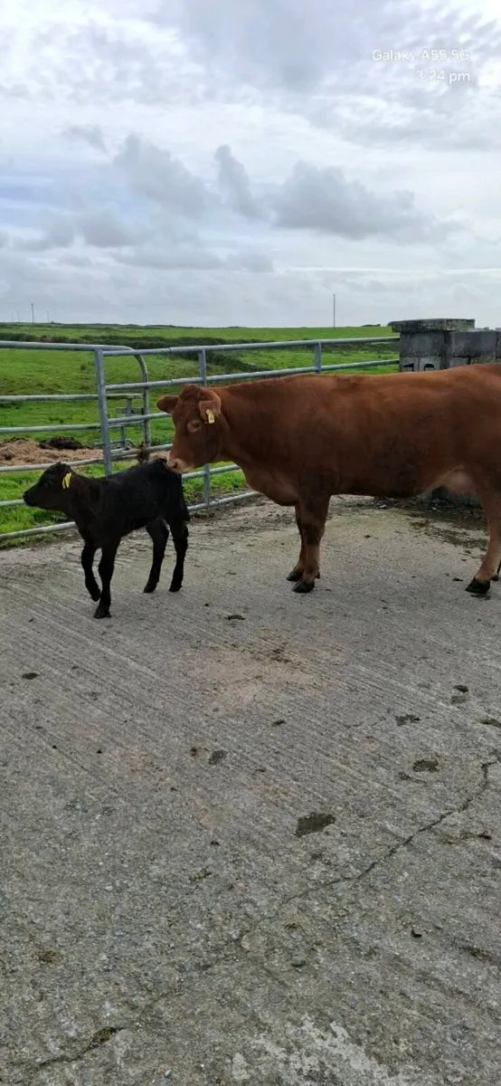 Heifer and calf - Image 3