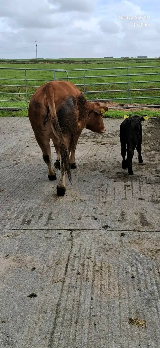 Heifer and calf - Image 4