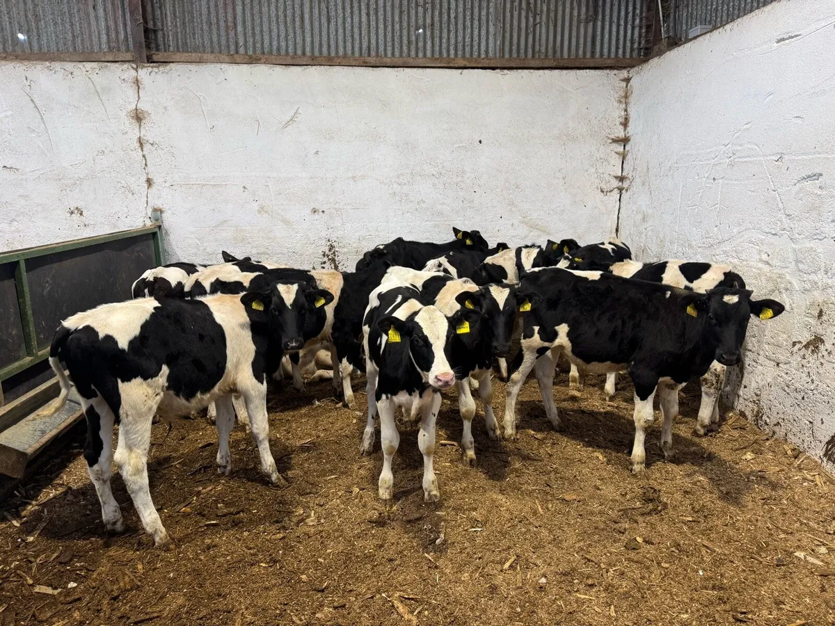 Friesian Bulls - Image 1