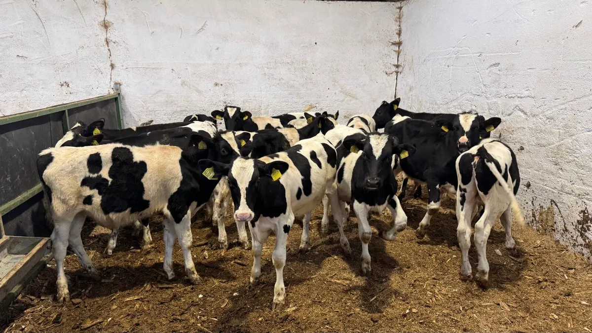 Friesian Bulls - Image 2