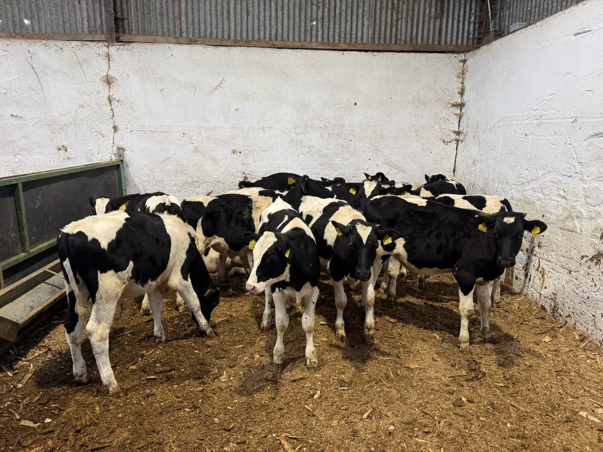 Friesian Bulls - Image 4