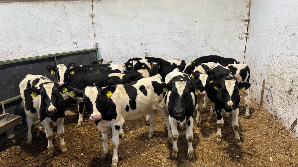 Friesian Bulls - Image 3
