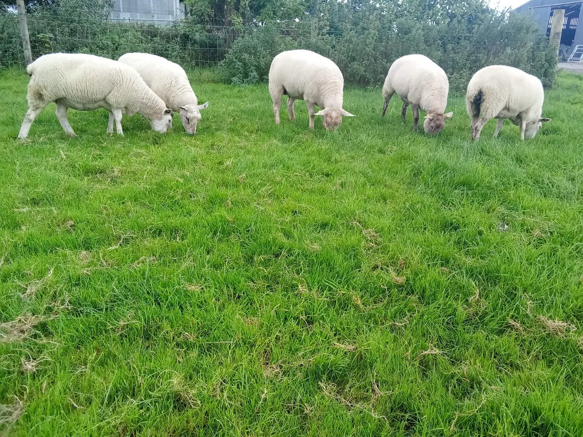 Ewes - Image 2