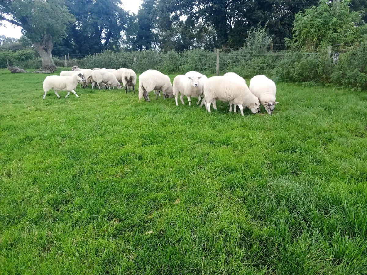 Ewes - Image 3