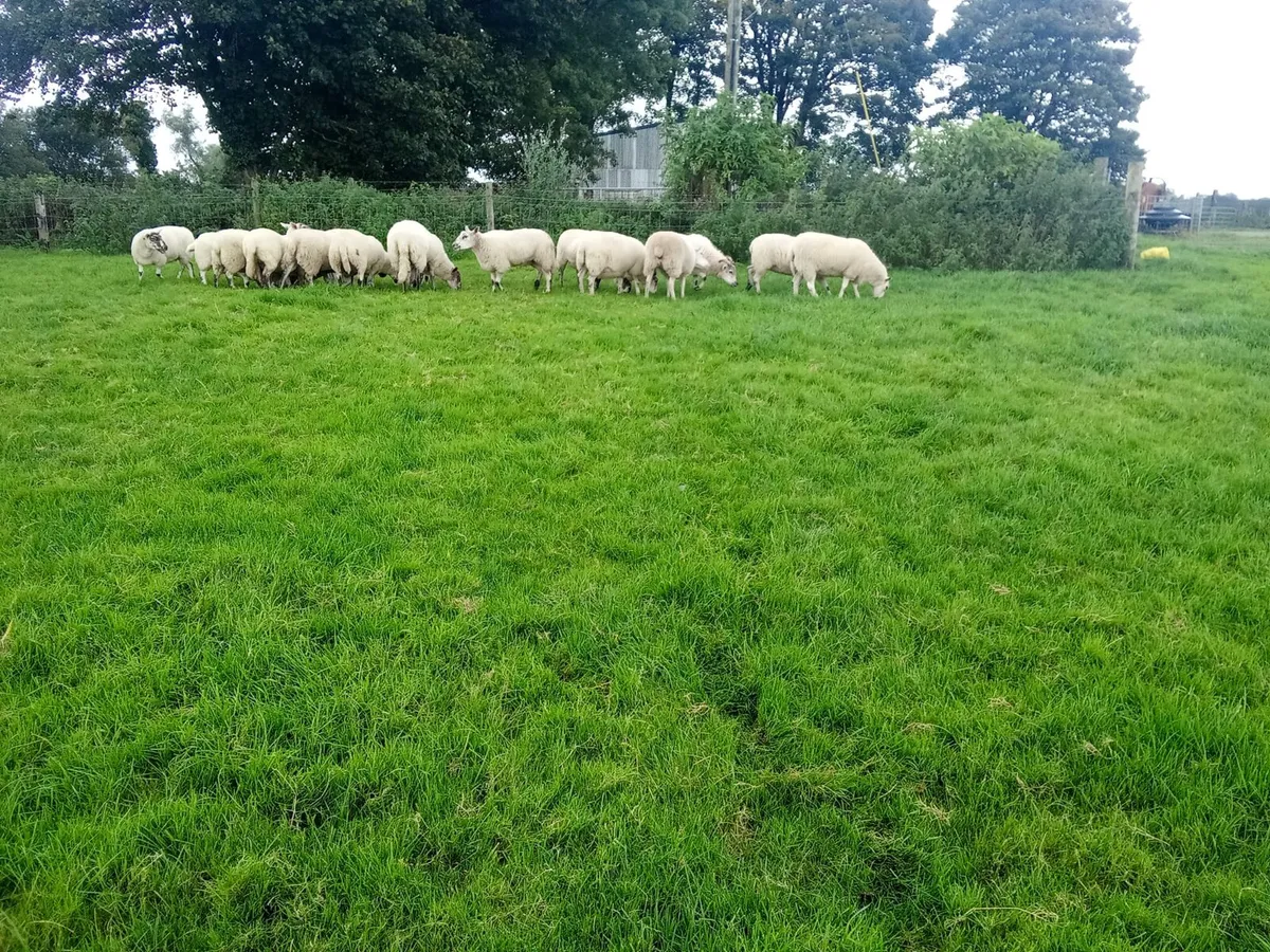 Ewes - Image 4